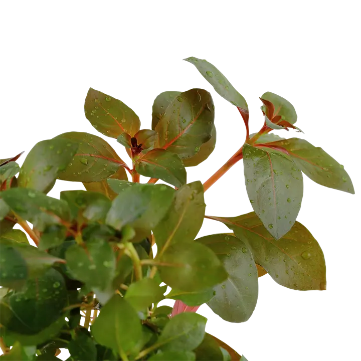 Tropica Akvarieplante i potte Ludwigia repens Rubin